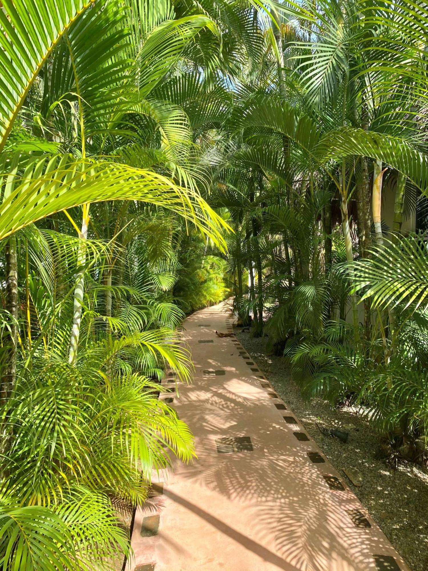 Chalet Tropical Au Coeur De Las Terrenas Extérieur photo